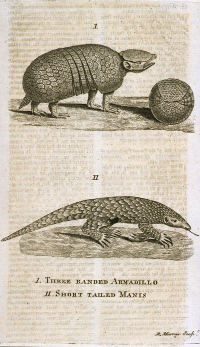 Three Banded Armadillo and Short Tailed Manis, from 
